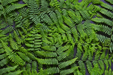 many fern branches in bright green color