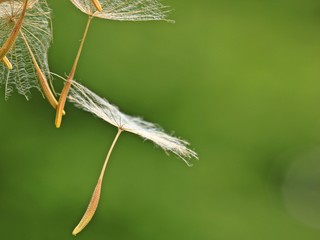 Samen des des Wiesen-Bocksbarts (Tragopogon pratensis).