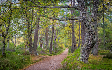A paved pathway through mature woodlands providing isolation and tranquility.
