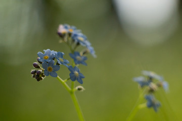 Forget-me-not