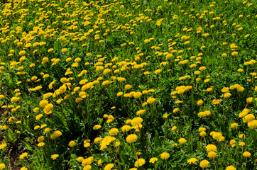 Fototapeta premium dandelions in the meadow in may