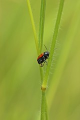 Naklejka premium Ameisensackkäfer (Clytra laeviuscula).bei der Eiablage