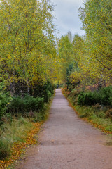 A paved pathway through mature woodlands providing isolation and tranquility.