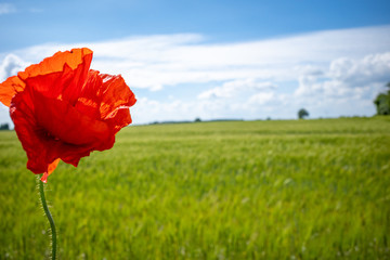  red poppy stands in front of a green cornfield and the sky is blue