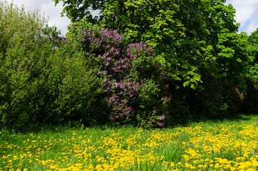 Obraz premium lilac bushes in spring, bright flowers