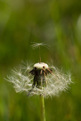 Dandelion seed