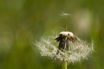 Dandelion seed
