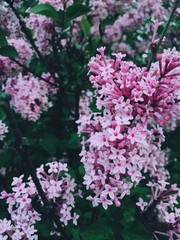 Fototapeta premium Pink flowering and green leaves. Spring background