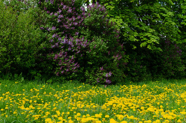 Obraz premium lilac bushes in spring, bright flowers