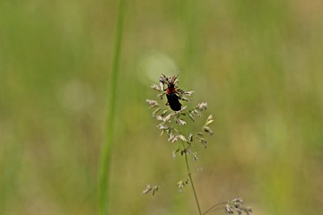 Weichkäfer Cantharis rustica an Grashalm