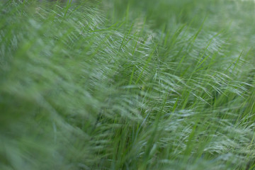 texture of green grass swaying in the wind. In a faint diffused light. Spring green lawn from the...
