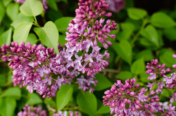 lilac bushes in spring, bright flowers closeup