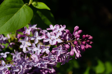 lilac bushes in spring, bright flowers closeup