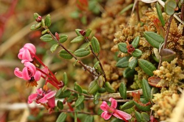 Winzige Blüten der Gewöhnlichen Moosbeere (Vaccinium oxycoccos). - obrazy, fototapety, plakaty