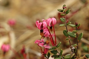 Winzige Blüten der Gewöhnlichen Moosbeere (Vaccinium oxycoccos). - obrazy, fototapety, plakaty