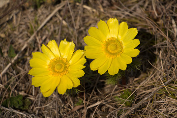 Spring pheasant's eye