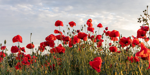 Field of bright red corn poppy flowers in summer with dramatic clouds