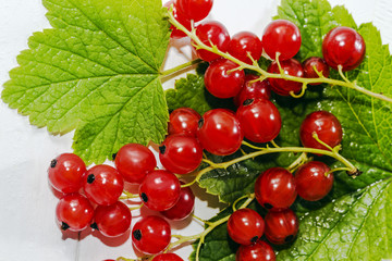 Juicy currant. Fresh red currant on white background, close up
