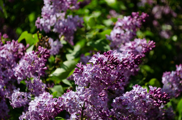 lilac bushes in spring, bright flowers closeup