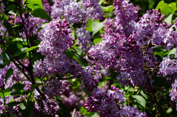 lilac bushes in spring, bright flowers closeup