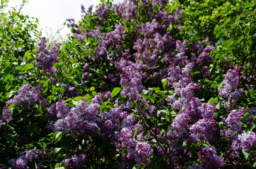 lilac bushes in spring, bright flowers