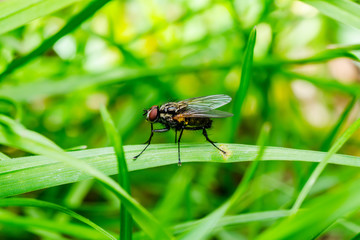 Diptera Fly Parasite Insect on Green Grass Macro