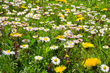 Daisies and dandelions in the grass