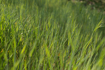 texture of green grass swaying in the wind. In a faint diffused light. Spring green lawn from the ears of wild wheat, grass. Free space, pattern, blank.