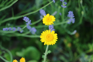 Obraz premium blumengarten