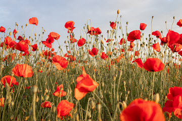 Fototapeta na wymiar Meadow with red Poppy flowers in early summer