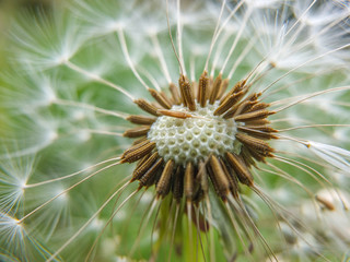 Dandelion seeds in the green background