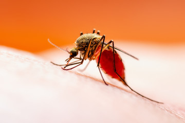 Zika Infected Mosquito Bite. Leishmaniasis, Encephalitis, Yellow Fever, Dengue, Malaria Disease, Mayaro, EEEV or Zika Virus Infectious Culex Mosquito Parasite Insect Macro