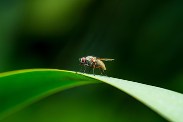 Exotic Drosophila Fly Diptera Parasite Insect on Green Grass Macro