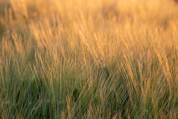 Fototapeta premium Green-yellow ears of triticale in the field