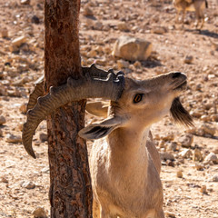 Goat scratching a tree with big horns, Mitzpe Ramon Israel
