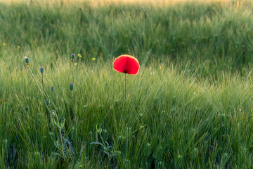 Wonderful poppy flower.Petals closeup.
