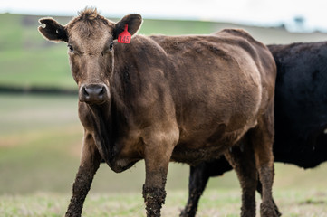 cattle grazing on grass