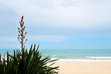 blooming yucca against a sandy beach and the sea