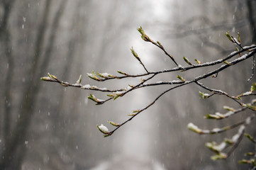 Snow falls on the first green leaves in spring.