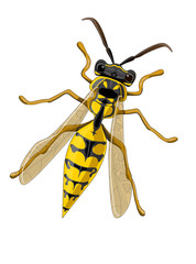 Stock vector illustration. A wasp is drawn close-up. The illustration is isolated on a white background.
