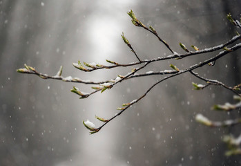 Snow falls on the first green leaves in spring.