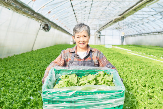 Senior woman picking stem lettuce