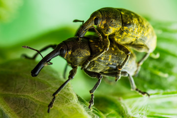 Couple of Long Snout Curculionidae Weevil Beetles Crop Parasite Pest Insects Mating on Green Burdock Leaves Macro