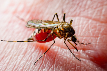 Dangerous Malaria Infected Culex Mosquito Bite, Leishmaniasis, Encephalitis, Yellow Fever, Dengue, Mayaro Disease, Zika, EEEV or EEE Virus Infectious Parasite Insect Macro
