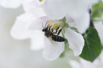 Bee on apple blossom.Honeybee collecting pollen at a pink flower blossom