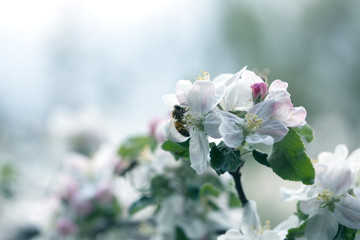 Bee on apple blossom.Honeybee collecting pollen at a pink flower blossom