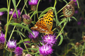 Papillon Petit Nacré 