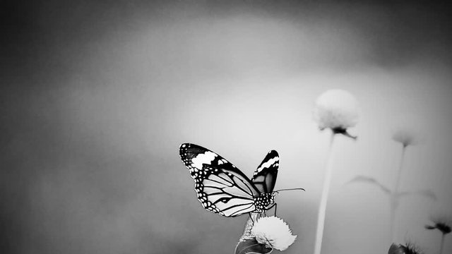 HD 1080p super slow Thai butterfly in pasture  flowers Insect outdoor nature