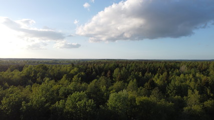 Fototapeta premium Wald blick 