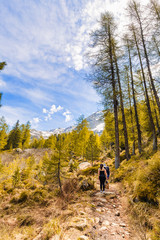 Fototapeta premium Hikers walking up a forest trail on a sunny afternoon in Poschiavo, Bernina Region, Graubünden, Switzerland.
